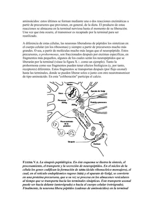 aminoácidos: estos últimos se forman mediante una o dos reacciones enzimáticas a
partir de precursores que provienen, en general, de la dieta. El producto de estas
reacciones se almacena en la terminal nerviosa hasta el momento de su liberación.
Una vez que ésta ocurre, el transmisor es recaptado por la terminal para ser
reutilizado.

A diferencia de estas células, las neuronas liberadoras de péptidos los sintetizan en
el cuerpo celular (en los ribosomas) y siempre a partir de precursores mucho más
grandes. O sea, a partir de moléculas mucho más largas que el neuropéptido. Estos
precursores, o prohormonas, son fraccionados después por enzimas específicas, en
fragmentos más pequeños, algunos de los cuales serán los neuropéptidos que se
liberarán por la terminal (véase la figura X.I. como un ejemplo). Tanto la
prohormona como sus fragmentos pueden tener efectos biológicos (y, por tanto,
receptores) diferentes. Estos fragmentos se transportan después (por flujo axonal)
hasta las terminales, donde se pueden liberar solos o junto con otro neurotransmisor
de tipo aminoácido. En esta "coliberación" participa el calcio.




FIGURA V.8. La sinapsis peptidérgica. En éste esquema se ilustra la síntesis, el
procesamiento, el transporte y la secreción de neuropéptidos. En el núcleo de la
célula los genes codifican la formación de ARNm (ácido ribonucleico mensajero), el
cual, en el retículo endoplásmico rugoso (RER) y el aparato de Golgi, se convierte
en una proteína precursora, que a su vez se procesa en los almacenes vesiculares
al tiempo que se transporta hacia las terminales sinápticas. Este transporte axonal
puede ser hacia delante (anterógrado) o hacia el cuerpo celular (retrógrado).
Finalmente, la neurona libera péptidos (cadenas de aminoácidos) en la terminal
 