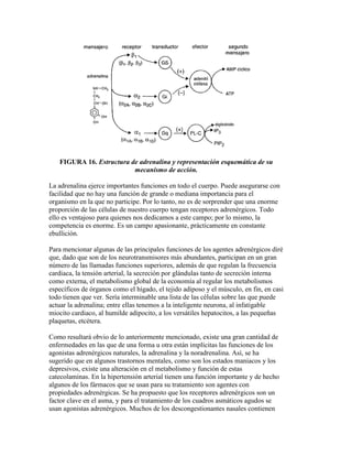 FIGURA 16. Estructura de adrenalina y representación esquemática de su
                          mecanismo de acción.

La adrenalina ejerce importantes funciones en todo el cuerpo. Puede asegurarse con
facilidad que no hay una función de grande o mediana importancia para el
organismo en la que no participe. Por lo tanto, no es de sorprender que una enorme
proporción de las células de nuestro cuerpo tengan receptores adrenérgicos. Todo
ello es ventajoso para quienes nos dedicamos a este campo; por lo mismo, la
competencia es enorme. Es un campo apasionante, prácticamente en constante
ebullición.

Para mencionar algunas de las principales funciones de los agentes adrenérgicos diré
que, dado que son de los neurotransmisores más abundantes, participan en un gran
número de las llamadas funciones superiores, además de que regulan la frecuencia
cardiaca, la tensión arterial, la secreción por glándulas tanto de secreción interna
como externa, el metabolismo global de la economía al regular los metabolismos
específicos de órganos como el hígado, el tejido adiposo y el músculo, en fin, en casi
todo tienen que ver. Sería interminable una lista de las células sobre las que puede
actuar la adrenalina; entre ellas tenemos a la inteligente neurona, al infatigable
miocito cardiaco, al humilde adipocito, a los versátiles hepatocitos, a las pequeñas
plaquetas, etcétera.

Como resultará obvio de lo anteriormente mencionado, existe una gran cantidad de
enfermedades en las que de una forma u otra están implícitas las funciones de los
agonistas adrenérgicos naturales, la adrenalina y la noradrenalina. Así, se ha
sugerido que en algunos trastornos mentales, como son los estados maniacos y los
depresivos, existe una alteración en el metabolismo y función de estas
catecolaminas. En la hipertensión arterial tienen una función importante y de hecho
algunos de los fármacos que se usan para su tratamiento son agentes con
propiedades adrenérgicas. Se ha propuesto que los receptores adrenérgicos son un
factor clave en el asma, y para el tratamiento de los cuadros asmáticos agudos se
usan agonistas adrenérgicos. Muchos de los descongestionantes nasales contienen
 