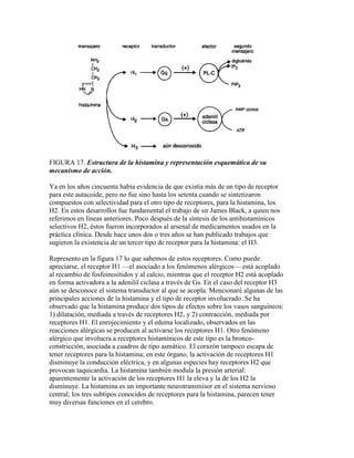 FIGURA 17. Estructura de la histamina y representación esquemática de su
mecanismo de acción.

Ya en los años cincuenta había evidencia de que existía más de un tipo de receptor
para este autacoide, pero no fue sino hasta los setenta cuando se sintetizaron
compuestos con selectividad para el otro tipo de receptores, para la histamina, los
H2. En estos desarrollos fue fundamental el trabajo de sir James Black, a quien nos
referimos en líneas anteriores. Poco después de la síntesis de los antihistamínicos
selectivos H2, éstos fueron incorporados al arsenal de medicamentos usados en la
práctica clínica. Desde hace unos dos o tres años se han publicado trabajos que
sugieren la existencia de un tercer tipo de receptor para la histamina: el H3.

Represento en la figura 17 lo que sabemos de estos receptores. Como puede
apreciarse, el receptor H1 —el asociado a los fenómenos alérgicos— está acoplado
al recambio de fosfoinosítidos y al calcio, mientras que el receptor H2 está acoplado
en forma activadora a la adenilil ciclasa a través de Gs. En el caso del receptor H3
aún se desconoce el sistema transductor al que se acopla. Mencionaré algunas de las
principales acciones de la histamina y el tipo de receptor involucrado. Se ha
observado que la histamina produce dos tipos de efectos sobre los vasos sanguíneos:
1) dilatación, mediada a través de receptores H2, y 2) contracción, mediada por
receptores H1. El enrojecimiento y el edema localizado, observados en las
reacciones alérgicas se producen al activarse los receptores H1. Otro fenómeno
alérgico que involucra a receptores histamínicos de este tipo es la bronco-
constricción, asociada a cuadros de tipo asmático. El corazón tampoco escapa de
tener receptores para la histamina; en este órgano, la activación de receptores H1
disminuye la conducción eléctrica, y en algunas especies hay receptores H2 que
provocan taquicardia. La histamina también modula la presión arterial:
aparentemente la activación de los receptores H1 la eleva y la de los H2 la
disminuye. La histamina es un importante neurotransmisor en el sistema nervioso
central; los tres subtipos conocidos de receptores para la histamina, parecen tener
muy diversas funciones en el cerebro.
 