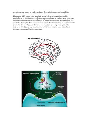 permiten actuar como un poderoso factor de crecimiento en muchas células.

El receptor AT2 parece estar acoplado a través de proteínas G (aún no bien
identificadas) a una fosfatasa de proteínas para residuos de tirosina. Este parece ser
un nuevo sistema transductor que ahora se está estudiando con mucho interés. Por
otro lado, el receptor AT2 parece expresarse en el sistema nervioso y especialmente
en ciertas etapas del desarrollo, lo que ha sugerido que ocupe un lugar en la
diferenciación de este importante sistema. Nuevamente otro campo en el que
veremos cambios en los próximos años.
 