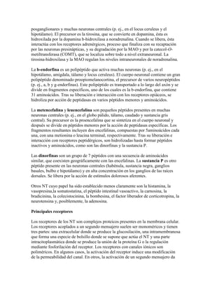 posganglionares y muchas neuronas centrales (p. ej., en el locus ceruleus y el
hipotálamo). El precursor es la tirosina, que se convierte en dopamina, ésta es
hidroxilada por la dopamina b-hidroxilasa a noradrenalina. Cuando se libera, ésta
interactúa con los receptores adrenérgicos, proceso que finaliza con su recaptación
por las neuronas presinápticas, y su degradación por la MAO y por la catecol-O-
metiltransferasa (COMT), que se localiza sobre todo a nivel extraneuronal. La
tirosina-hidroxilasa y la MAO regulan los niveles intraneuronales de noradrenalina.

La b-endorfina es un polipéptido que activa muchas neuronas (p. ej., en el
hipotálamo, amígdala, tálamo y locus ceruleus). El cuerpo neuronal contiene un gran
polipéptido denominado proopiomelanocortina, el precursor de varios neuropéptidos
(p. ej., a, b y g-endorfinas). Este polipéptido es transportado a lo largo del axón y se
divide en fragmentos específicos, uno de los cuales es la b-endorfina, que contiene
31 aminoácidos. Tras su liberación e interacción con los receptores opiáceos, se
hidroliza por acción de peptidasas en varios péptidos menores y aminoácidos.

La metencefalina y leuencefalina son pequeños péptidos presentes en muchas
neuronas centrales (p. ej., en el globo pálido, tálamo, caudado y sustancia gris
central). Su precursor es la proencefalina que se sintetiza en el cuerpo neuronal y
después se divide en péptidos menores por la acción de peptidasas específicas. Los
fragmentos resultantes incluyen dos encefalinas, compuestas por 5aminoácidos cada
una, con una metionina o leucina terminal, respectivamente. Tras su liberación e
interacción con receptores peptidérgicos, son hidrolizadas hasta formar péptidos
inactivos y aminoácidos, como son las dinorfinas y la sustancia P.

Las dinorfinas son un grupo de 7 péptidos con una secuencia de aminoácidos
similar, que coexisten geográficamente con las encefalinas. La sustancia P es otro
péptido presente en las neuronas centrales (habénula, sustancia negra, ganglios
basales, bulbo e hipotálamo) y en alta concentración en los ganglios de las raíces
dorsales. Se libera por la acción de estímulos dolorosos aferentes.

Otros NT cuyo papel ha sido establecido menos claramente son la histamina, la
vasopresina,la somatostatina, el péptido intestinal vasoactivo, la carnosina, la
bradicinina, la colecistocinina, la bombesina, el factor liberador de corticotropina, la
neurotensina y, posiblemente, la adenosina.

Principales receptores

Los receptores de los NT son complejos proteicos presentes en la membrana celular.
Los receptores acoplados a un segundo mensajero suelen ser monoméricos y tienen
tres partes: una extracelular donde se produce la glucosilación, una intramembranosa
que forma una especie de bolsillo donde se supone que actúa el NT y una parte
intracitoplasmática donde se produce la unión de la proteína G o la regulación
mediante fosforilación del receptor. Los receptores con canales iónicos son
poliméricos. En algunos casos, la activación del receptor induce una modificación
de la permeabilidad del canal. En otros, la activación de un segundo mensajero da
 