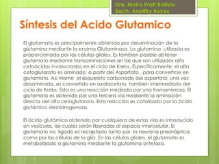 Dra. Maira Pratt Batista
Bach. Anelffry Reyes

Síntesis del Acido Glutamico
El glutamato es principalmente obtenido por desaminación de la
glutamina mediante la enzima Glutaminasa. La glutamina utilizada es
proporcionada por las células gliales. Es tambien posible obtener
glutamato mediante transaminaciones en las que son utilizados alfa
cetoácidos involucrados en el ciclo de Krebs. Específicamente, el alfa
cetoglutarato es aminado a partir del Aspartato , para convertirse en
glutamato. Así mismo el esqueleto carbonado del aspartato, una vez
desaminado, es convertido en oxalacetato, tambien intermediario del
ciclo de Krebs. Esta es una reacción mediada por una transaminasa. El
glutamato es obtenido por una tercera vía mediante la aminación
directa del alfa cetoglutarato. Esta reacción es catalizada por la ácido
glutámico deshidrogenasa.
El ácido glutámico obtenido por cualquiera de estas vías es introducido
en vesículas, las cuales serán liberadas al espacio intercelular. El
glutamato no ligado es recaptado tanto por la neurona presináptica
como por las células de la glía. En las células gliales, el glutamato es
metabolizado a glutamina mediante la glutamina sintetasa.

 