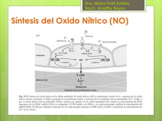 Dra. Maira Pratt Batista
Bach. Anelffry Reyes

Síntesis del Oxido Nítrico (NO)

 