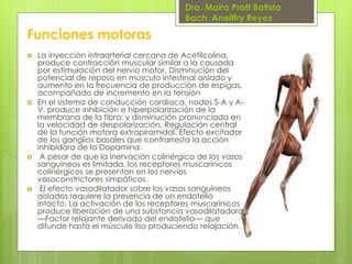 Dra. Maira Pratt Batista
Bach. Anelffry Reyes

Funciones motoras








La inyección intraarterial cercana de Acetilcolina,
produce contracción muscular similar a la causada
por estimulación del nervio motor. Disminución del
potencial de reposo en músculo intestinal aislado y
aumento en la frecuencia de producción de espigas,
acompañado de incremento en la tensión
En el sistema de conducción cardíaca, nodos S-A y AV, produce inhibición e hiperpolarización de la
membrana de la fibra; y disminución pronunciada en
la velocidad de despolarización. Regulación central
de la función motora extrapiramidal. Efecto excitador
de los ganglios basales que contrarresta la acción
inhibidora de la Dopamina.
A pesar de que la inervación colinérgica de los vasos
sanguíneos es limitada, los receptores muscarínicos
colinérgicos se presentan en los nervios
vasoconstrictores simpáticos.
El efecto vasodilatador sobre los vasos sanguíneos
aislados requiere la presencia de un endotelio
intacto. La activación de los receptores muscarínicos
produce liberación de una substancia vasodilatadora
—Factor relajante derivado del endotelio— que
difunde hasta el músculo liso produciendo relajación.

 
