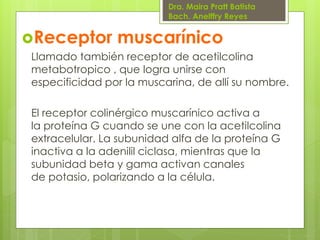 Dra. Maira Pratt Batista
Bach. Anelffry Reyes

Receptor

muscarínico

Llamado también receptor de acetilcolina
metabotropico , que logra unirse con
especificidad por la muscarina, de allí su nombre.
El receptor colinérgico muscarínico activa a
la proteína G cuando se une con la acetilcolina
extracelular. La subunidad alfa de la proteína G
inactiva a la adenilil ciclasa, mientras que la
subunidad beta y gama activan canales
de potasio, polarizando a la célula.

 