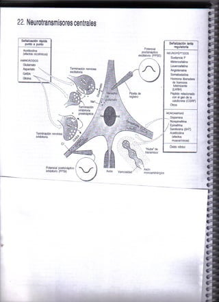 Neurotransmisores