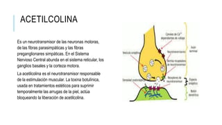 ACETILCOLINA
Es un neurotransmisor de las neuronas motoras,
de las fibras parasimpáticas y las fibras
preganglionares simpáticas. En el Sistema
Nervioso Central abunda en el sistema reticular, los
ganglios basales y la corteza motora.
La acetilcolina es el neurotransmisor responsable
de la estimulación muscular. La toxina botulínica,
usada en tratamientos estéticos para suprimir
temporalmente las arrugas de la piel, actúa
bloqueando la liberación de acetilcolina.
 
