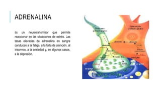 ADRENALINA
Es un neurotransmisor que permite
reaccionar en las situaciones de estrés. Las
tasas elevadas de adrenalina en sangre
conducen a la fatiga, a la falta de atención, al
insomnio, a la ansiedad y, en algunos casos,
a la depresión.
 