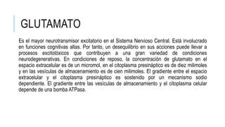 GLUTAMATO
Es el mayor neurotransmisor excitatorio en el Sistema Nervioso Central. Está involucrado
en funciones cognitivas altas. Por tanto, un desequilibrio en sus acciones puede llevar a
procesos excitotóxicos que contribuyen a una gran variedad de condiciones
neurodegenerativas. En condiciones de reposo, la concentración de glutamato en el
espacio extracelular es de un micromol, en el citoplasma presináptico es de diez milimoles
y en las vesículas de almacenamiento es de cien milimoles. El gradiente entre el espacio
extracelular y el citoplasma presináptico es sostenido por un mecanismo sodio
dependiente. El gradiente entre las vesículas de almacenamiento y el citoplasma celular
depende de una bomba ATPasa.
 