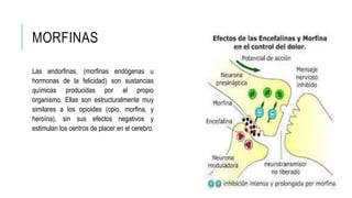 MORFINAS
Las endorfinas, (morfinas endógenas u
hormonas de la felicidad) son sustancias
químicas producidas por el propio
organismo. Ellas son estructuralmente muy
similares a los opioides (opio, morfina, y
heroína), sin sus efectos negativos y
estimulan los centros de placer en el cerebro.
 