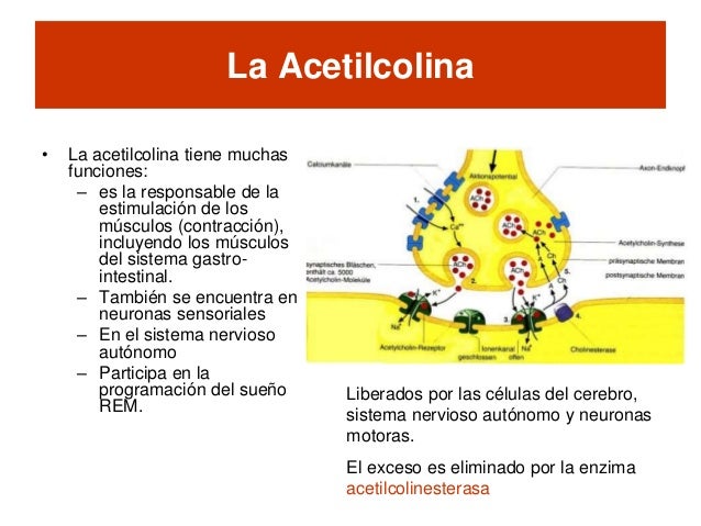Neurotransmisores