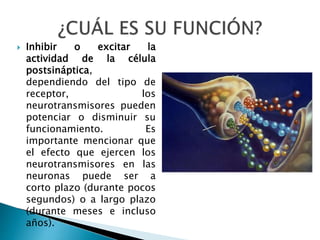  Inhibir o excitar la
actividad de la célula
postsináptica,
dependiendo del tipo de
receptor, los
neurotransmisores pueden
potenciar o disminuir su
funcionamiento. Es
importante mencionar que
el efecto que ejercen los
neurotransmisores en las
neuronas puede ser a
corto plazo (durante pocos
segundos) o a largo plazo
(durante meses e incluso
años).
 