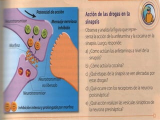 neurotransmisores1-1.pdf