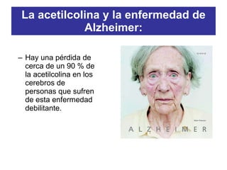 La acetilcolina y la enfermedad de
Alzheimer:
– Hay una pérdida de
cerca de un 90 % de
la acetilcolina en los
cerebros de
personas que sufren
de esta enfermedad
debilitante.
 