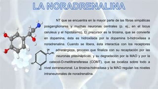 NT que se encuentra en la mayor parte de las fibras simpáticas
posganglionares y muchas neuronas centrales (p. ej., en el locus
ceruleus y el hipotálamo). El precursor es la tirosina, que se convierte
en dopamina, ésta es hidroxilada por la dopamina b-hidroxilasa a
noradrenalina. Cuando se libera, ésta interactúa con los receptores
……… adrenérgicos, proceso que finaliza con su recaptación por las
………. neuronas presinápticas, y su degradación por la MAO y por la
… catecol-O-metiltransferasa (COMT), que se localiza sobre todo a
nivel extraneuronal. La tirosina-hidroxilasa y la MAO regulan los niveles
intraneuronales de noradrenalina.
 