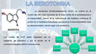 La serotonina (5-hidroxitriptamina) (5-HT) se origina en el
núcleo del rafe y las neuronas de la línea media de la protuberancia y
el mesencéfalo. Deriva de la hidroxilación del triptófano mediante la
acción de la triptófano-hidroxilasa que produce 5-hidroxitriptófano; éste
es descarboxilado, dando lugar a la serotonina.
Los niveles de 5-HT están regulados por la
captación de triptófano y por la acción de la
monoaminooxidasa (MAO) intraneuronal.
 