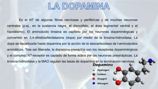 Es el NT de algunas fibras nerviosas y periféricas y de muchas neuronas
centrales (p.ej., en la sustancia negra, el diencéfalo, el área tegmental ventral y el
hipotálamo). El aminoácido tirosina es captado por las neuronas dopaminérgicas y
convertido en 3,4-dihidroxifenilalanina (dopa) por medio de la tirosina-hidroxilasa. La
dopa se decarboxila hasta dopamina por la acción de la descarboxilasa de l-aminoácidos
aromáticos. Tras ser liberada, la dopamina interactúa con los receptores dopaminérgicos
y el complejo NT-receptor es captado de forma activa por las neuronas presinápticas. La
tirosina-hidroxilasa y la MAO regulan las tasas de dopamina en la terminación nerviosa.
 