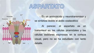 Es un aminoácido y neurotransmisor y
se sintetiza desde el ácido oxalacético
Al parecer, el aspartato es un
transmisor en las células piramidales y las
células estelares espinosas en la corteza
visual, pero no se ha estudiado con tanto
detalle.
 