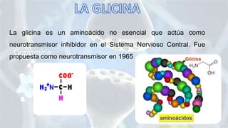 La glicina es un aminoácido no esencial que actúa como
neurotransmisor inhibidor en el Sistema Nervioso Central. Fue
propuesta como neurotransmisor en 1965
 