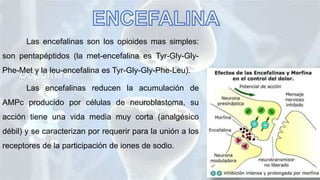 Las encefalinas son los opioides mas simples:
son pentapéptidos (la met-encefalina es Tyr-Gly-Gly-
Phe-Met y la leu-encefalina es Tyr-Gly-Gly-Phe-Leu).
Las encefalinas reducen la acumulación de
AMPc producido por células de neuroblastoma, su
acción tiene una vida media muy corta (analgésico
débil) y se caracterizan por requerir para la unión a los
receptores de la participación de iones de sodio.
 
