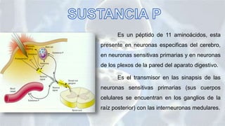 Es un péptido de 11 aminoácidos, esta
presente en neuronas especificas del cerebro,
en neuronas sensitivas primarias y en neuronas
de los plexos de la pared del aparato digestivo.
Es el transmisor en las sinapsis de las
neuronas sensitivas primarias (sus cuerpos
celulares se encuentran en los ganglios de la
raíz posterior) con las interneuronas medulares.
 