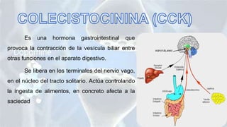 Es una hormona gastrointestinal que
provoca la contracción de la vesícula biliar entre
otras funciones en el aparato digestivo.
Se libera en los terminales del nervio vago,
en el núcleo del tracto solitario. Actúa controlando
la ingesta de alimentos, en concreto afecta a la
saciedad
 