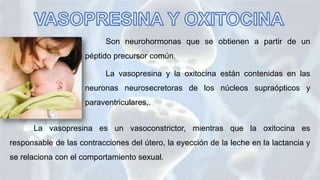 Son neurohormonas que se obtienen a partir de un
péptido precursor común.
La vasopresina y la oxitocina están contenidas en las
neuronas neurosecretoras de los núcleos supraópticos y
paraventriculares,.
La vasopresina es un vasoconstrictor, mientras que la oxitocina es
responsable de las contracciones del útero, la eyección de la leche en la lactancia y
se relaciona con el comportamiento sexual.
 