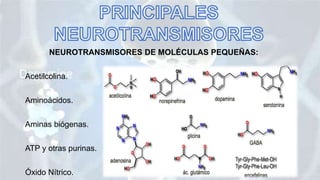 NEUROTRANSMISORES DE MOLÉCULAS PEQUEÑAS:
Acetilcolina.
Aminoácidos.
Aminas biógenas.
ATP y otras purinas.
Óxido Nítrico.
 