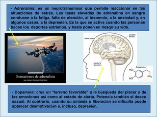 · Adrenalina: es un neurotransmisor que permite reaccionar en las
situaciones de estrés. Las tasas elevadas de adrenalina en sangre
conducen a la fatiga, falta de atención, al insomnio, a la ansiedad y, en
algunos casos, a la depresión. Es la que se activa cuando las personas
hacen los deportes extremos, y hasta ponen en riesgo su vida.
· Dopamina: crea un "terreno favorable" a la búsqueda del placer y de
las emociones así como al estado de alerta. Potencia también el deseo
sexual. Al contrario, cuando su síntesis o liberación se dificulta puede
aparecer desmotivación e, incluso, depresión.
 
