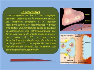 Los receptores
Los receptores de los NT son complejos
proteicos presentes en la membrana celular.
Los receptores acoplados a un segundo
mensajero suelen ser monoméricos y tienen
tres partes: una extracelular donde se produce
la glucosilación, una intramembranosa que
forma una especie de bolsillo donde se supone
que actúa el NT y una parte
intracitoplasmática donde se produce la unión
de la proteína G o la regulación mediante
fosforilación del receptor. Los receptores con
canales iónicos son poliméricos.
 