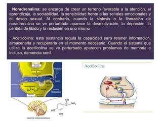 . Noradrenalina: se encarga de crear un terreno favorable a la atención, el
aprendizaje, la sociabilidad, la sensibilidad frente a las señales emocionales y
el deseo sexual. Al contrario, cuando la síntesis o la liberación de
noradrenalina se ve perturbada aparece la desmotivación, la depresión, la
pérdida de libido y la reclusión en uno mismo
. Acetilcolina: esta sustancia regula la capacidad para retener información,
almacenarla y recuperarla en el momento necesario. Cuando el sistema que
utiliza la acetilcolina se ve perturbado aparecen problemas de memoria e
incluso, demencia senil.
 