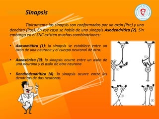 Sinapsis
Típicamente las sinapsis son conformadas por un axón (Pre) y una
dendrita (Pos), En ese caso se habla de una sinapsis Axodendrítica (2). Sin
embargo en el SNC existen muchas combinaciones:
• Axosomática (1): la sinapsis se establece entre un
axón de una neurona y el cuerpo neuronal de otra.
• Axoaxónica (3): la sinapsis ocurre entre un axón de
una neurona y el axón de otra neurona
• Dendrodendrítica (4): la sinapsis ocurre entre las
dendritas de dos neuronas.
 