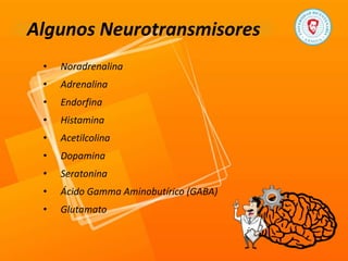 Algunos Neurotransmisores
• Noradrenalina
• Adrenalina
• Endorfina
• Histamina
• Acetilcolina
• Dopamina
• Seratonina
• Ácido Gamma Aminobutírico (GABA)
• Glutamato
 