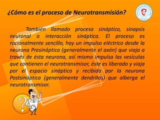 ¿Cómo es el proceso de Neurotransmisión?
También llamado proceso sináptico, sinapsis
neuronal o interacción sináptica. El proceso es
racionalmente sencillo, hay un impulso eléctrico desde la
neurona Presináptica (generalmente el axón) que viaja a
través de ésta neurona, así mismo impulsa las vesículas
que contienen el neurotransmisor, éste es liberado y viaja
por el espacio sináptico y recibido por la neurona
Postsináptica (generalmente dendritas) que alberga el
neurotransmisor.
 