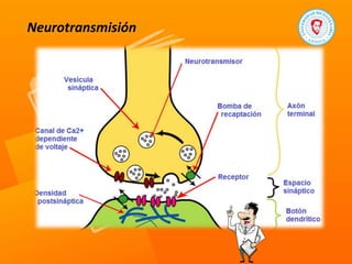 Neurotransmisión
 