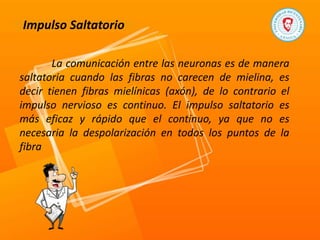 Impulso Saltatorio
La comunicación entre las neuronas es de manera
saltatoria cuando las fibras no carecen de mielina, es
decir tienen fibras mielínicas (axón), de lo contrario el
impulso nervioso es continuo. El impulso saltatorio es
más eficaz y rápido que el continuo, ya que no es
necesaria la despolarización en todos los puntos de la
fibra
 