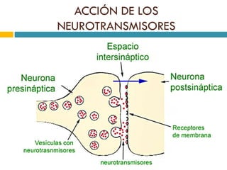 ACCIÓN DE LOS
NEUROTRANSMISORES
 