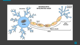 Modulating Neuron Neurotransmission | Neuromodulation | Mechanism | Disorders | PPTX