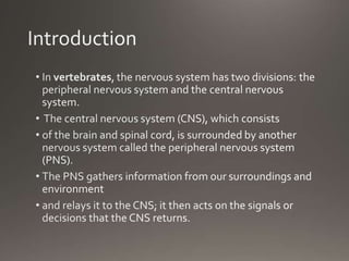 Neurotransmission in cns