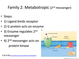 Family 3: Tyrosine Kinase
• Steps:
1) Ligand (BDNF) binds to Trk receptor
2) Trk receptors come together, and
phosphorylat...