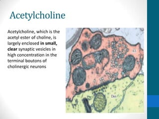 Acetylcholine
Acetylcholine, which is the
acetyl ester of choline, is
largely enclosed in small,
clear synaptic vesicles in
high concentration in the
terminal boutons of
cholinergic neurons
 