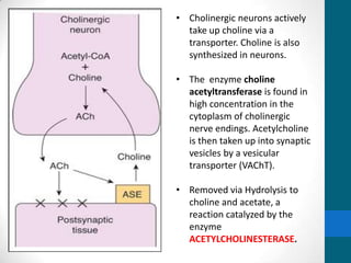 • Cholinergic neurons actively
take up choline via a
transporter. Choline is also
synthesized in neurons.
• The enzyme choline
acetyltransferase is found in
high concentration in the
cytoplasm of cholinergic
nerve endings. Acetylcholine
is then taken up into synaptic
vesicles by a vesicular
transporter (VAChT).
• Removed via Hydrolysis to
choline and acetate, a
reaction catalyzed by the
enzyme
ACETYLCHOLINESTERASE.
 