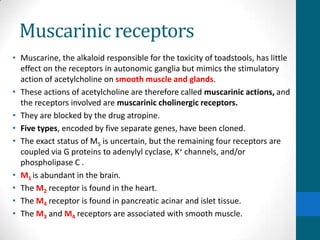 Muscarinic receptors
• Muscarine, the alkaloid responsible for the toxicity of toadstools, has little
effect on the receptors in autonomic ganglia but mimics the stimulatory
action of acetylcholine on smooth muscle and glands.
• These actions of acetylcholine are therefore called muscarinic actions, and
the receptors involved are muscarinic cholinergic receptors.
• They are blocked by the drug atropine.
• Five types, encoded by five separate genes, have been cloned.
• The exact status of M5 is uncertain, but the remaining four receptors are
coupled via G proteins to adenylyl cyclase, K+ channels, and/or
phospholipase C .
• M1 is abundant in the brain.
• The M2 receptor is found in the heart.
• The M4 receptor is found in pancreatic acinar and islet tissue.
• The M3 and M4 receptors are associated with smooth muscle.
 