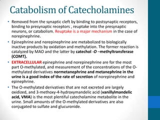 Catabolism of Catecholamines
• Removed from the synaptic cleft by binding to postsynaptic receptors,
binding to presynaptic receptors , reuptake into the presynaptic
neurons, or catabolism. Reuptake is a major mechanism in the case of
norepinephrine.
• Epinephrine and norepinephrine are metabolized to biologically
inactive products by oxidation and methylation. The former reaction is
catalyzed by MAO and the latter by catechol -O –methyltransferase
(COMT).
• EXTRACELLULAR epinephrine and norepinephrine are for the most
part O-methylated, and measurement of the concentrations of the O-
methylated derivatives normetanephrine and metanephrine in the
urine is a good index of the rate of secretion of norepinephrine and
epinephrine.
• The O-methylated derivatives that are not excreted are largely
oxidized, and 3-methoxy-4-hydroxymandelic acid (vanillylmandelic
acid, VMA) is the most plentiful catecholamine metabolite in the
urine. Small amounts of the O-methylated derivatives are also
conjugated to sulfate and glucuronide.
 