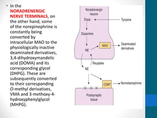 • In the
NORADRENERGIC
NERVE TERMINALS, on
the other hand, some
of the norepinephrine is
constantly being
converted by
intracellular MAO to the
physiologically inactive
deaminated derivatives,
3,4-dihydroxymandelic
acid (DOMA) and its
corresponding glycol
(DHPG). These are
subsequently converted
to their corresponding
O-methyl derivatives,
VMA and 3-methoxy-4-
hydroxyphenylglycol
(MHPG).
 
