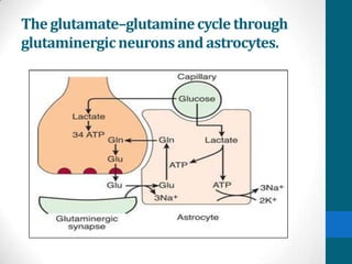 Theglutamate–glutaminecyclethrough
glutaminergicneurons and astrocytes.
 