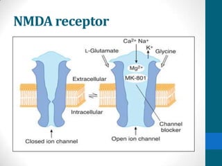 NMDA receptor
 