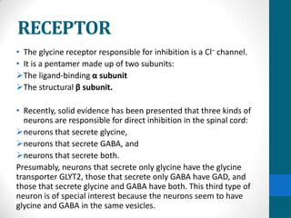 RECEPTOR
• The glycine receptor responsible for inhibition is a Cl– channel.
• It is a pentamer made up of two subunits:
The ligand-binding α subunit
The structural β subunit.
• Recently, solid evidence has been presented that three kinds of
neurons are responsible for direct inhibition in the spinal cord:
neurons that secrete glycine,
neurons that secrete GABA, and
neurons that secrete both.
Presumably, neurons that secrete only glycine have the glycine
transporter GLYT2, those that secrete only GABA have GAD, and
those that secrete glycine and GABA have both. This third type of
neuron is of special interest because the neurons seem to have
glycine and GABA in the same vesicles.
 
