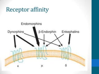 Receptor affinity
 