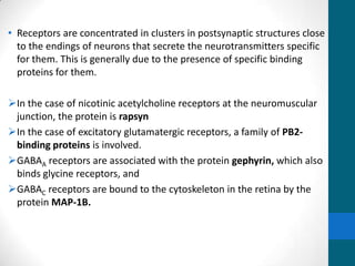 • Receptors are concentrated in clusters in postsynaptic structures close
to the endings of neurons that secrete the neurotransmitters specific
for them. This is generally due to the presence of specific binding
proteins for them.
In the case of nicotinic acetylcholine receptors at the neuromuscular
junction, the protein is rapsyn
In the case of excitatory glutamatergic receptors, a family of PB2-
binding proteins is involved.
GABAA receptors are associated with the protein gephyrin, which also
binds glycine receptors, and
GABAC receptors are bound to the cytoskeleton in the retina by the
protein MAP-1B.
 